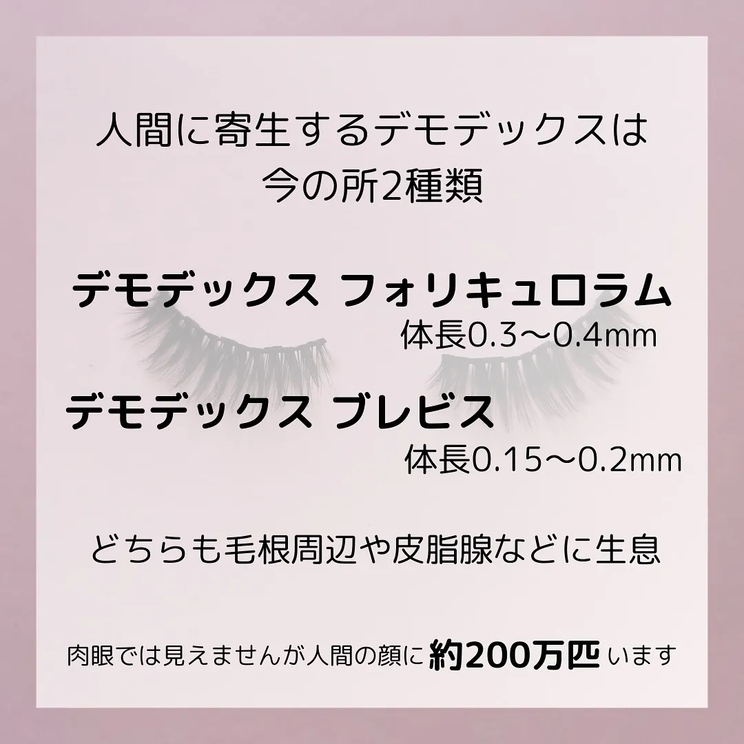 🫎あなたは大丈夫？恐怖のまつげダニ🫎